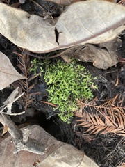 Riccia huebeneriana