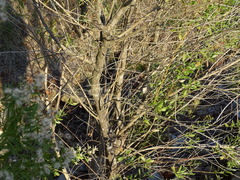 Baccharis halimifolia