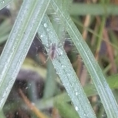 Aglaoctenus lagotis