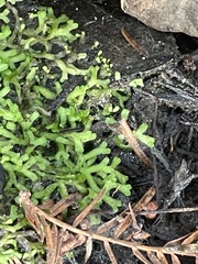 Riccia huebeneriana