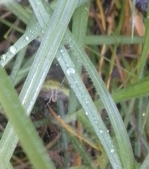 Aglaoctenus lagotis