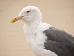 Larus occidentalis