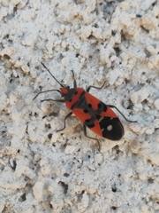 Lygaeus equestris