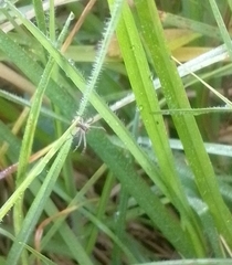 Aglaoctenus lagotis