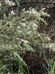 Leptospermum lanigerum
