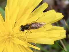 Syrphinae