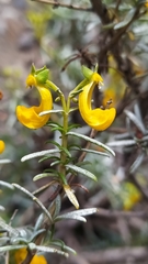 Calceolaria hypericina