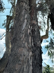 Fomitiporia punctata