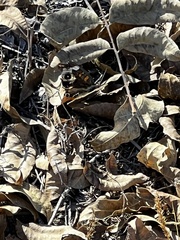 Junonia