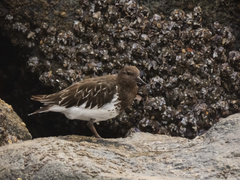 Arenaria melanocephala