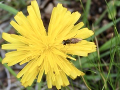 Syrphinae