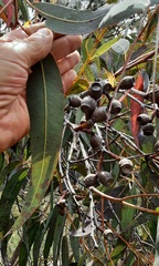 Corymbia eximia