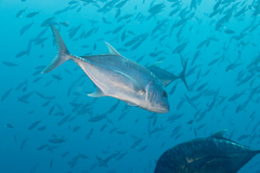 Caranx ignobilis