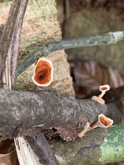 Microporus