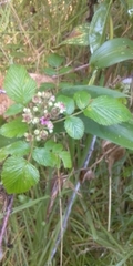 Rubus niveus