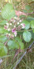 Rubus niveus
