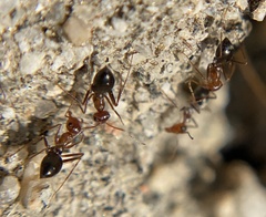Endiodioctes