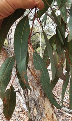 Corymbia eximia