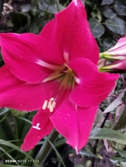 Hippeastrum hybridum
