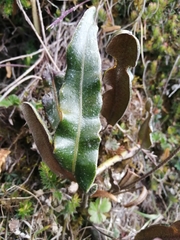 Baccharis genistelloides