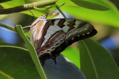 Charaxes sempronius