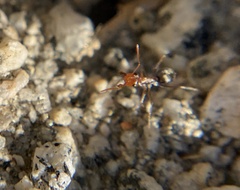 Endiodioctes
