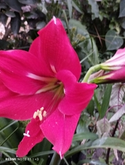 Hippeastrum hybridum
