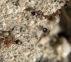 Endiodioctes