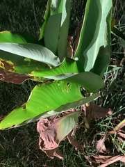 Calathea lutea