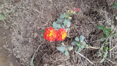 Lantana horrida