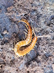 Scolopocryptops peregrinator