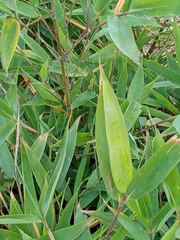 Pseudosasa japonica