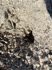 Endiodioctes