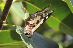 Charaxes sempronius