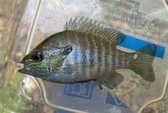Lepomis aquilensis
