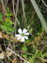 Arenaria lanuginosa