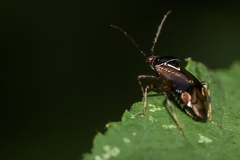 Deraeocoris flavilinea