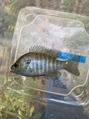 Lepomis aquilensis