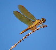 Perithemis