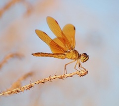 Perithemis