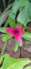 Neoregelia