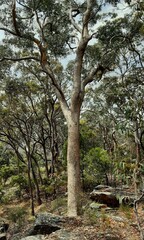 Corymbia eximia