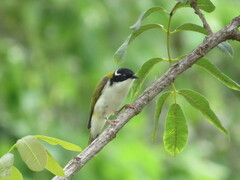 Melithreptus albogularis