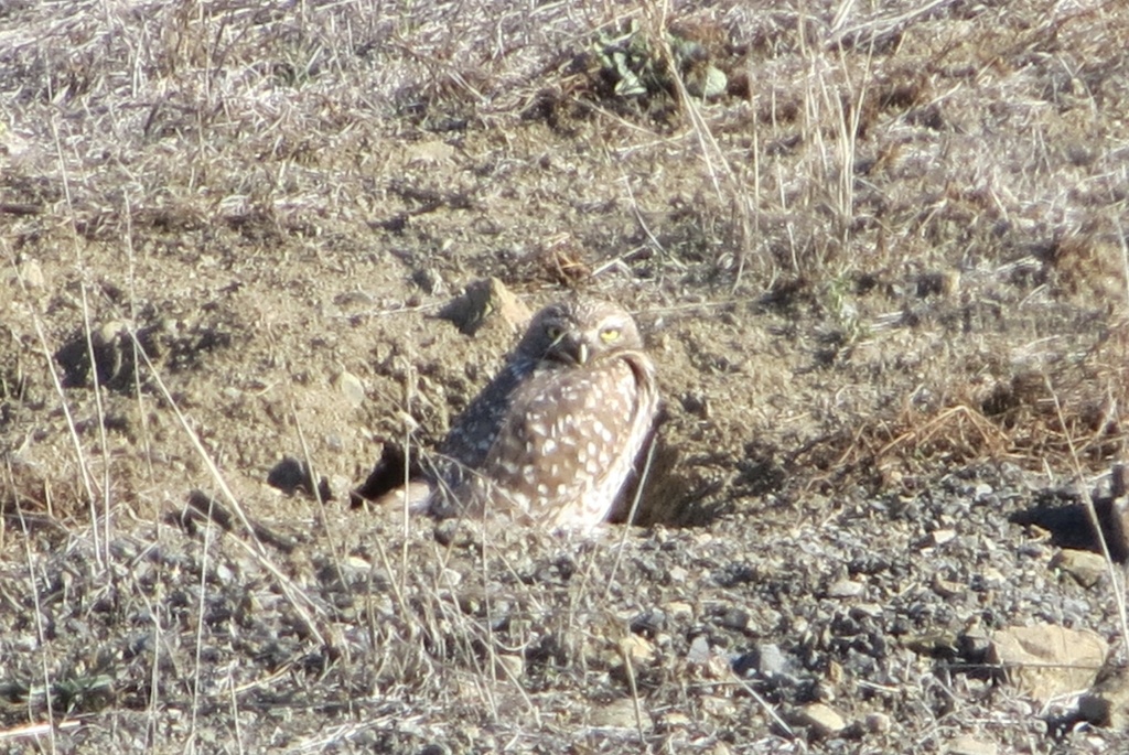 Burrowing Owl from American Canyon, CA, US on November 13, 2022 at 03