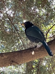 Cyanocorax melanocyaneus