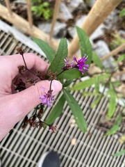 Vernonia noveboracensis
