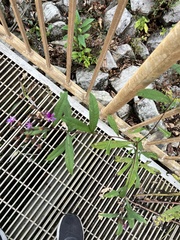 Vernonia noveboracensis