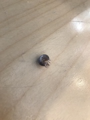 Armadillidium vulgare