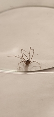 Scytodes