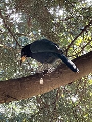 Cyanocorax melanocyaneus